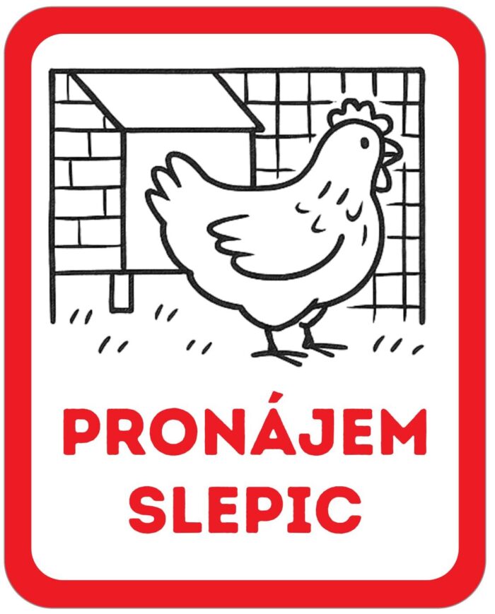 Pronájem slepic Pronájem slepic